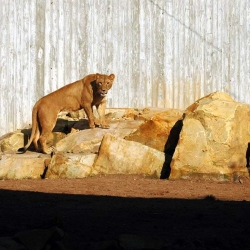 Findling-Sandstein-Luxor-(1)