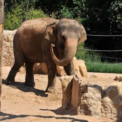 Findling-Sandstein-Delphi