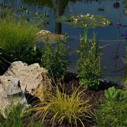 Findling-naturbelassen-(3)