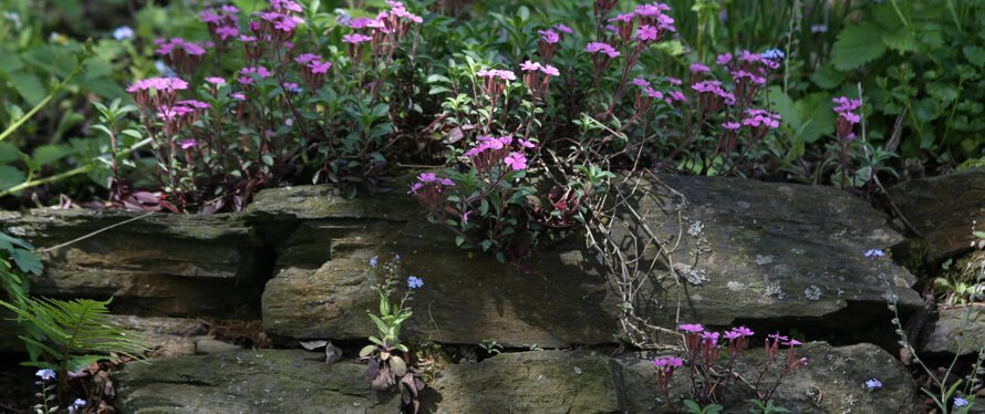 Trockenmauer mit Blumen bepflanzt